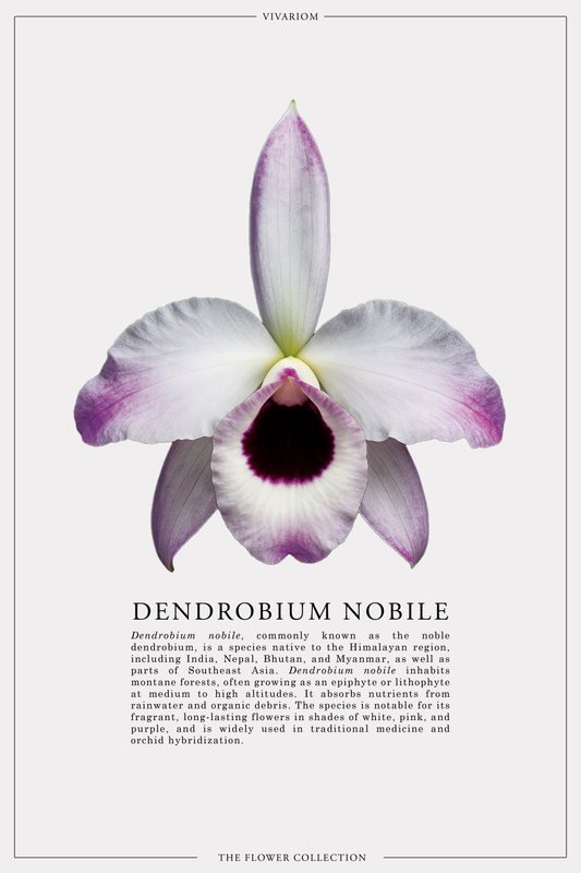DENDROBIUM NOBILE