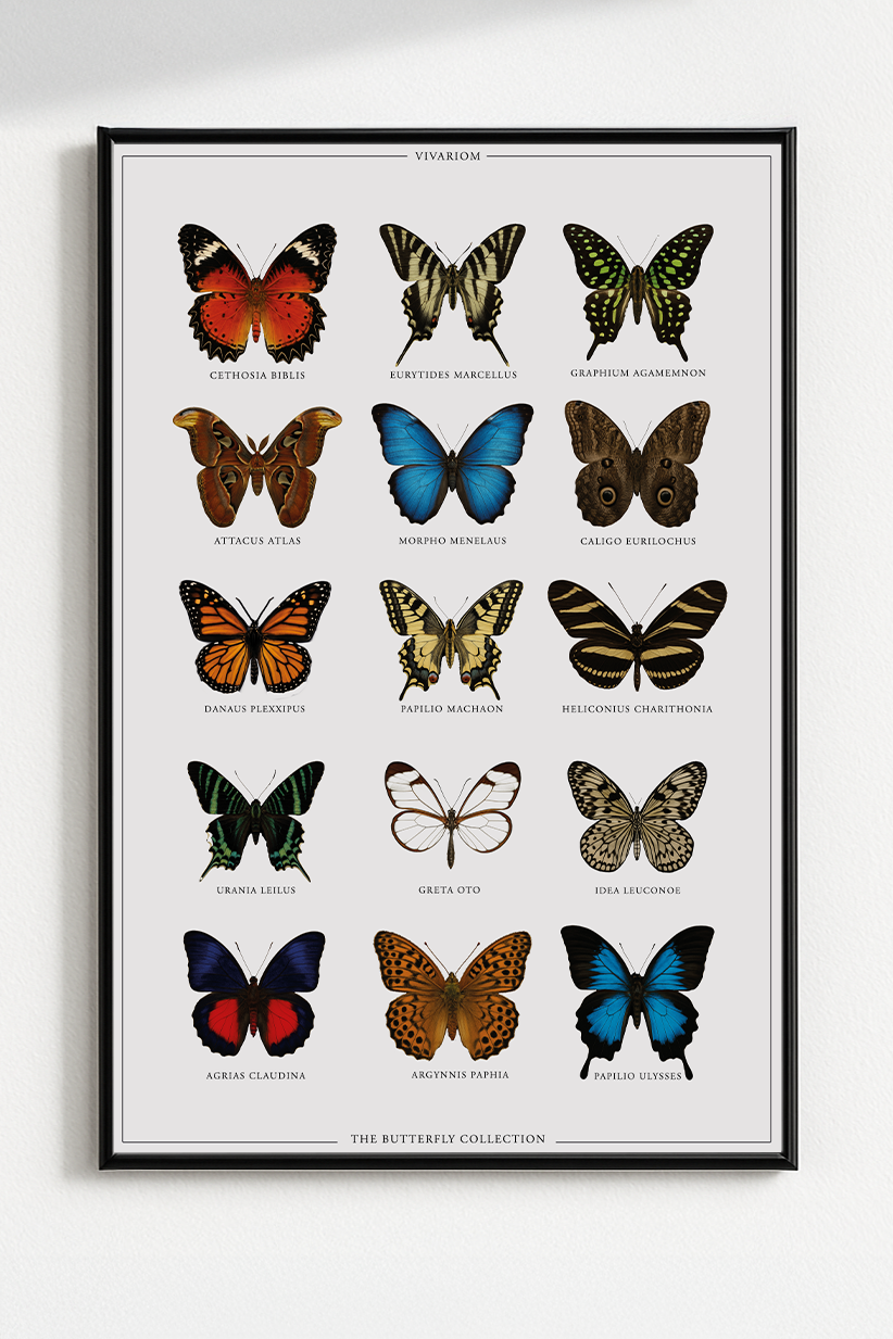 BUTTERFLIES COLLECTORS POSTER I
