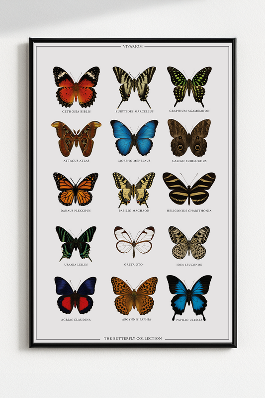 BUTTERFLIES COLLECTORS POSTER I