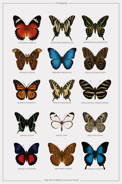 BUTTERFLIES COLLECTORS POSTER I
