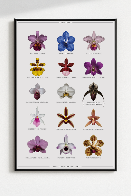 ORCHID COLLECTORS POSTER