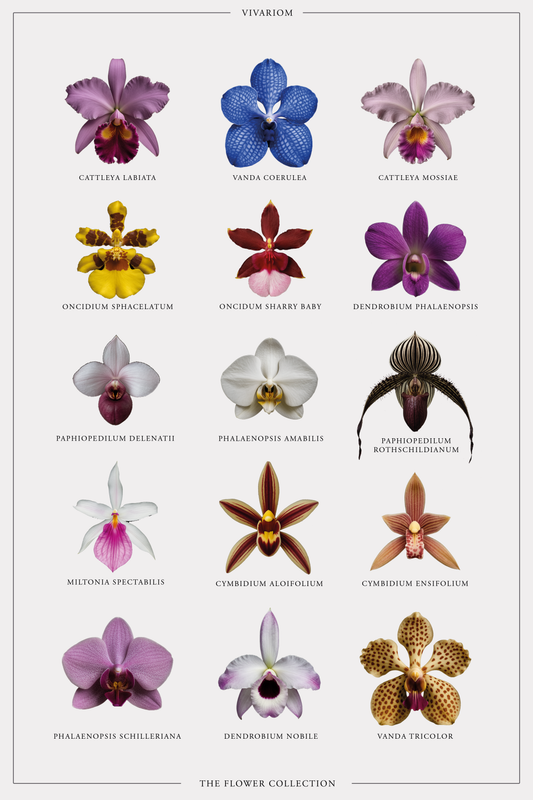 ORCHID COLLECTORS POSTER