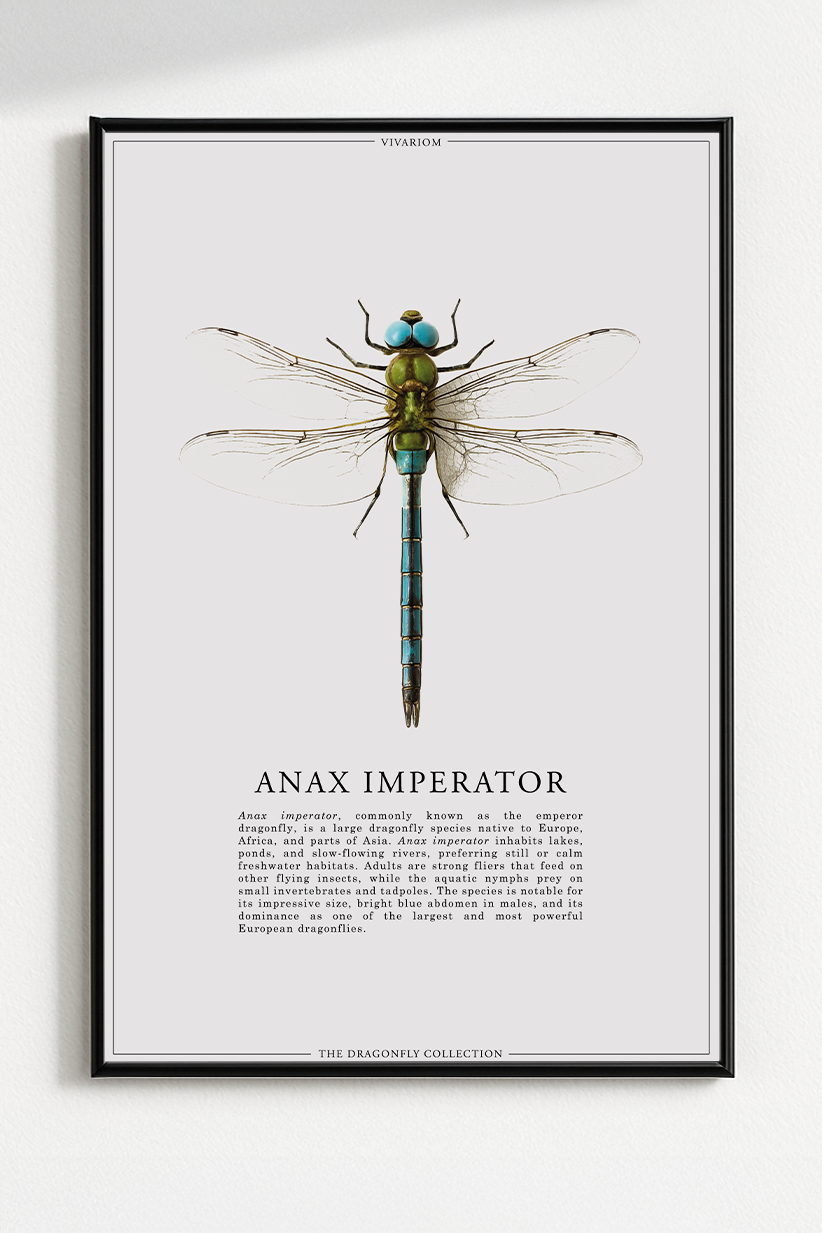 ANAX IMPERATOR