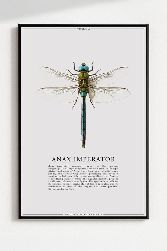 ANAX IMPERATOR