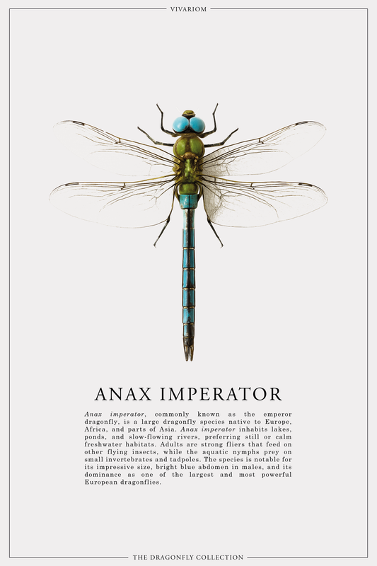 ANAX IMPERATOR