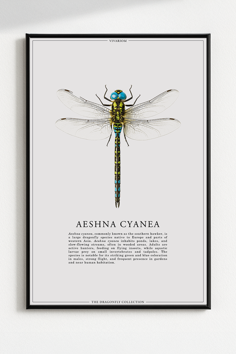 AESHNA CYANEA