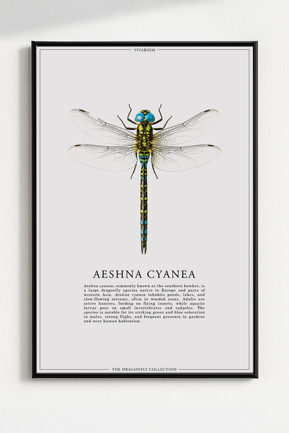 AESHNA CYANEA