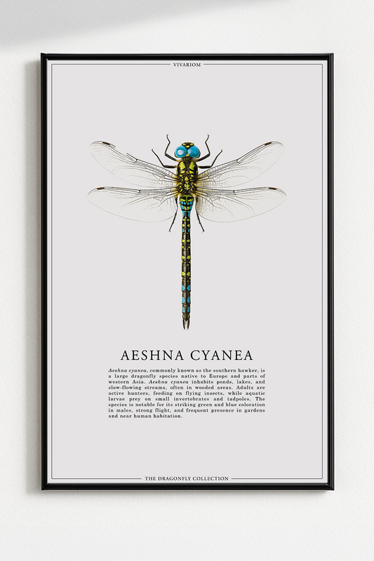 AESHNA CYANEA