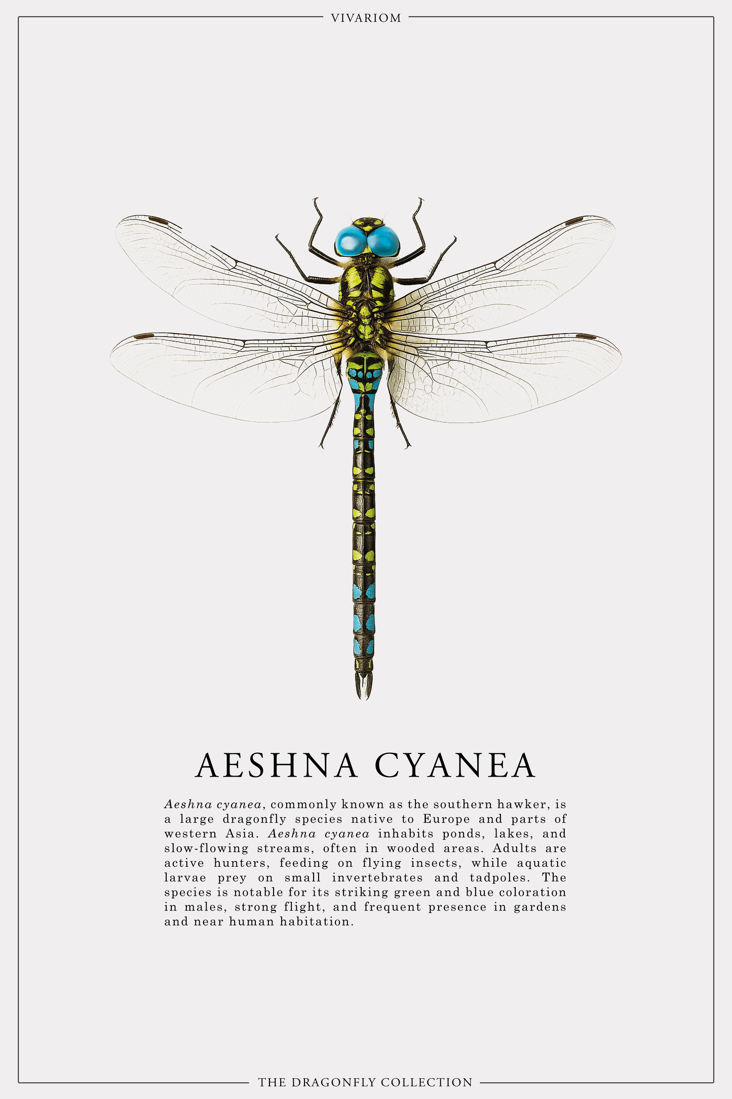 AESHNA CYANEA