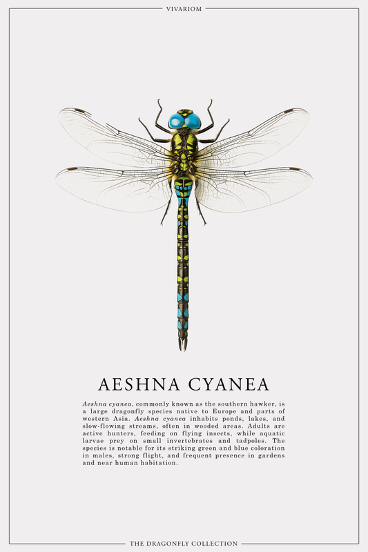 AESHNA CYANEA