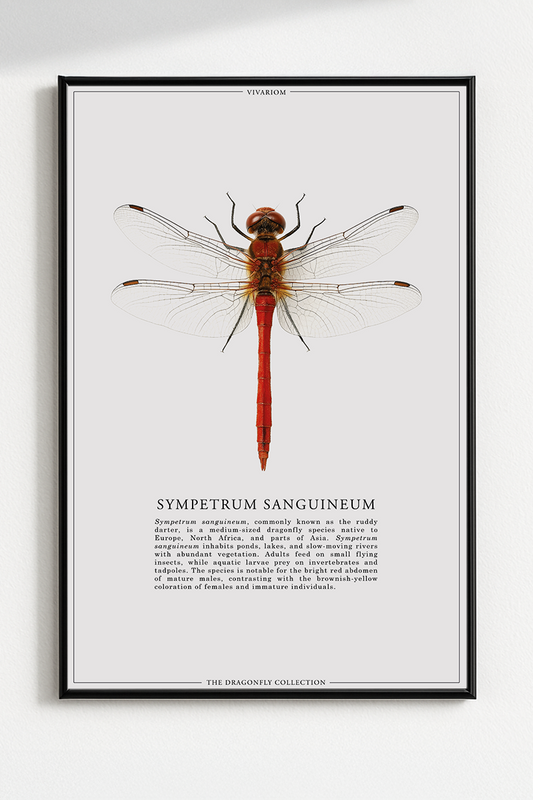 SYMPETRUM SANGUINEUM