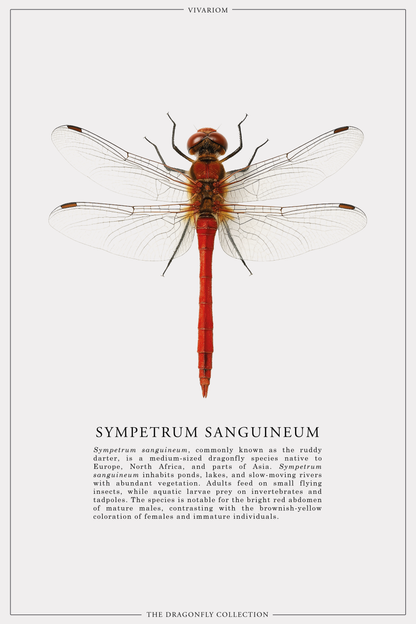 SYMPETRUM SANGUINEUM