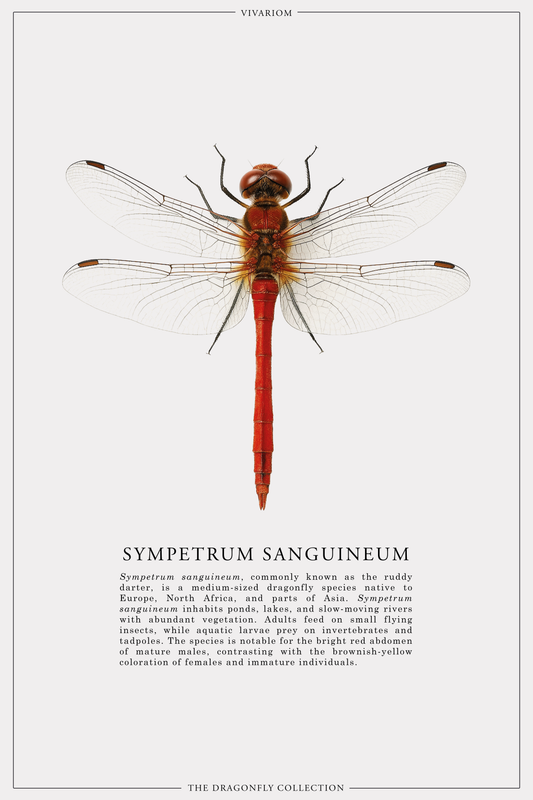 SYMPETRUM SANGUINEUM