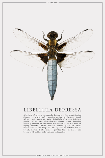 LIBELLULA DEPRESSA