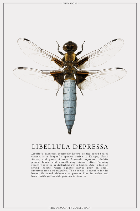 LIBELLULA DEPRESSA