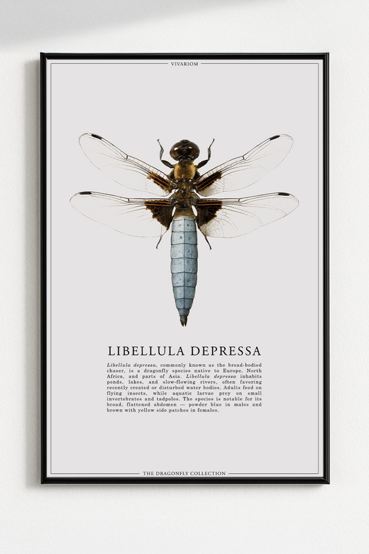 LIBELLULA DEPRESSA