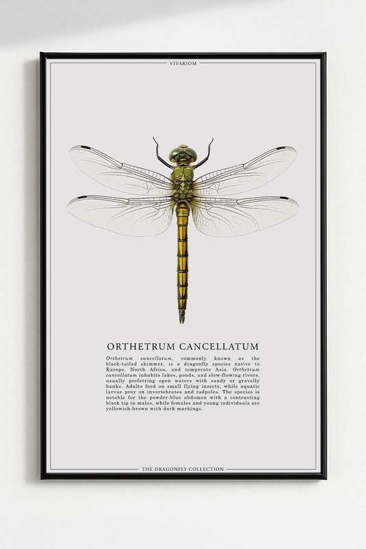 ORTHETRUM CANCELLATUM