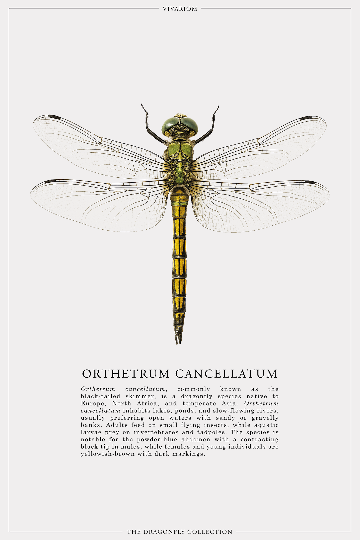 ORTHETRUM CANCELLATUM