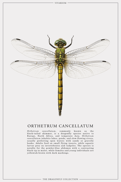 ORTHETRUM CANCELLATUM