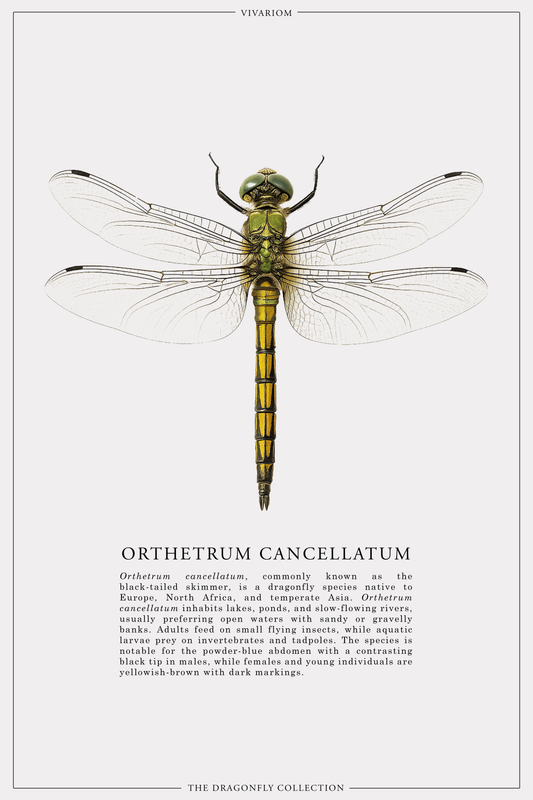 ORTHETRUM CANCELLATUM