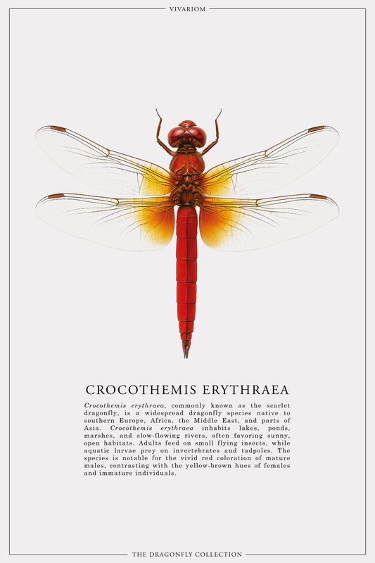 CROCOTHEMIS ERYTHRAEA