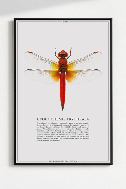 CROCOTHEMIS ERYTHRAEA