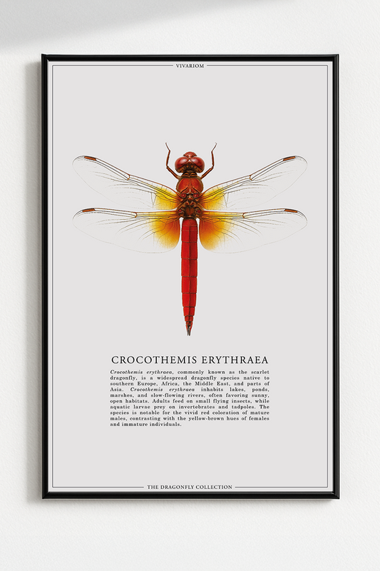 CROCOTHEMIS ERYTHRAEA