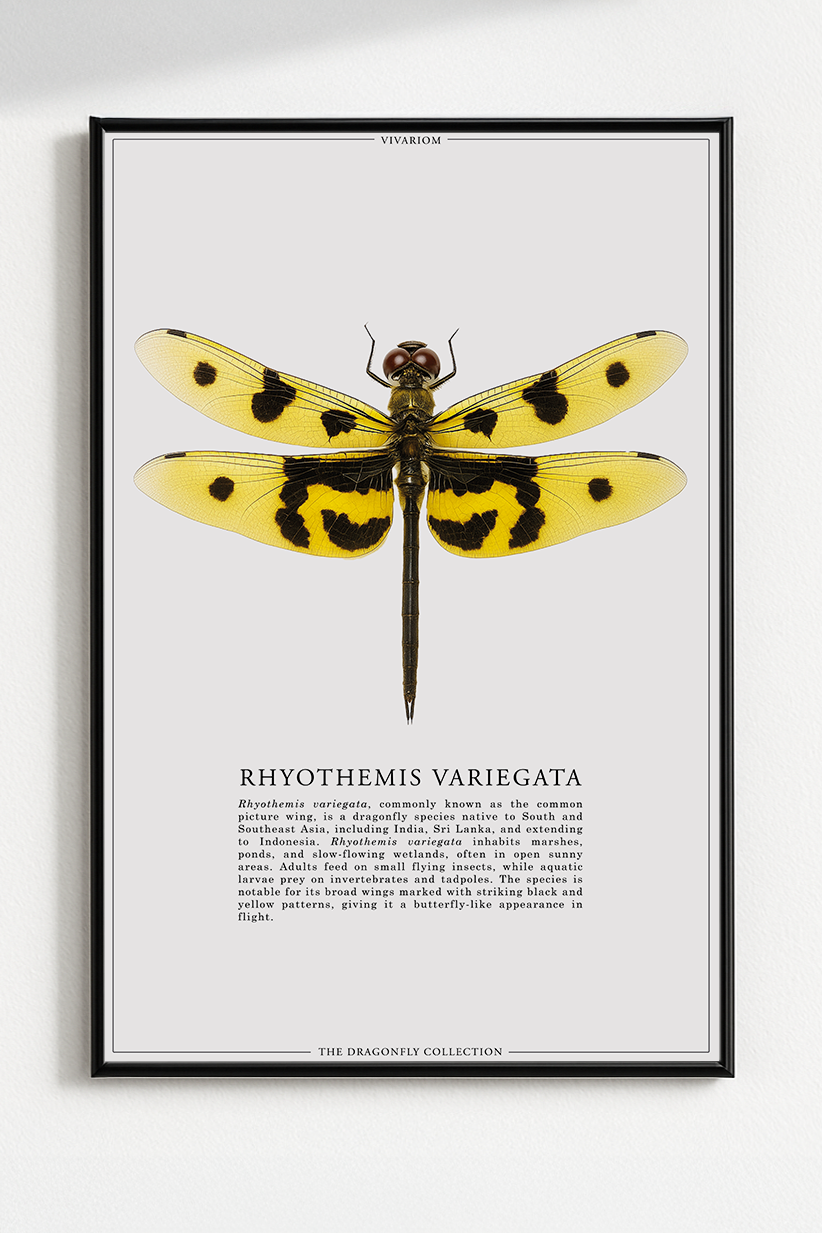 RHYOTHEMIS VARIEGATA