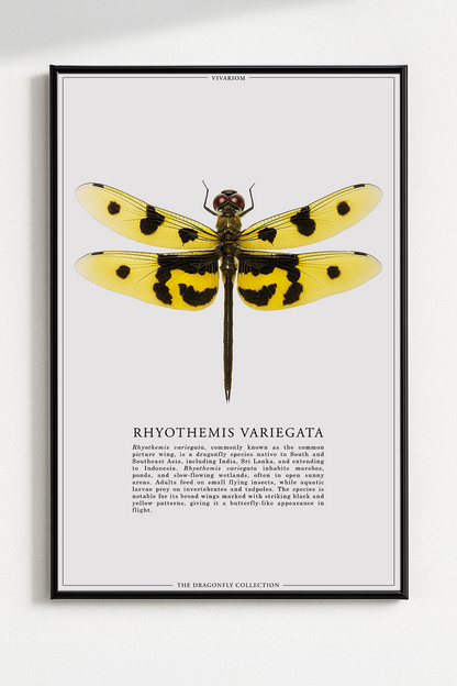 RHYOTHEMIS VARIEGATA