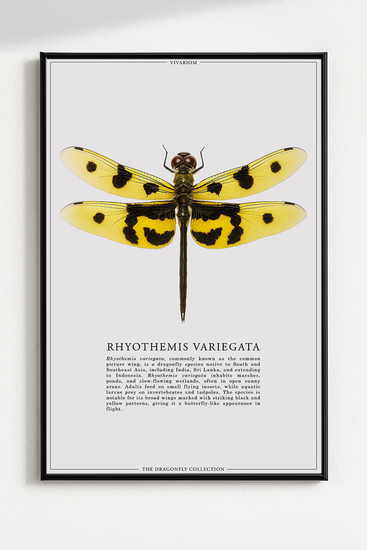 RHYOTHEMIS VARIEGATA