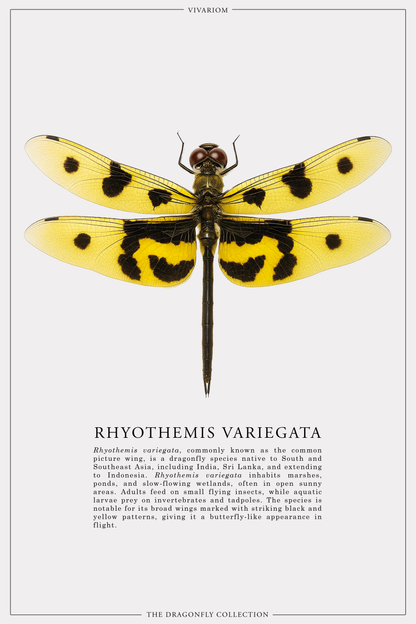 RHYOTHEMIS VARIEGATA