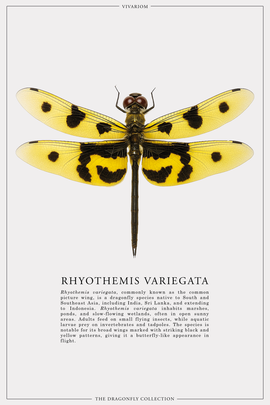 RHYOTHEMIS VARIEGATA