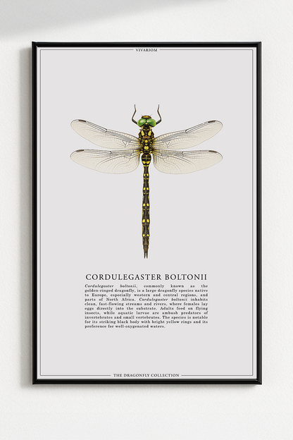 CORDULEGASTER BOLTONII