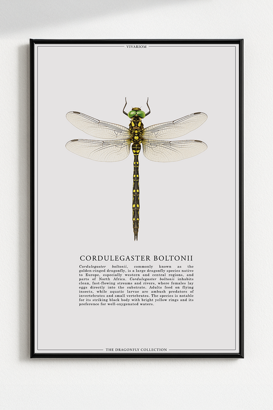 CORDULEGASTER BOLTONII