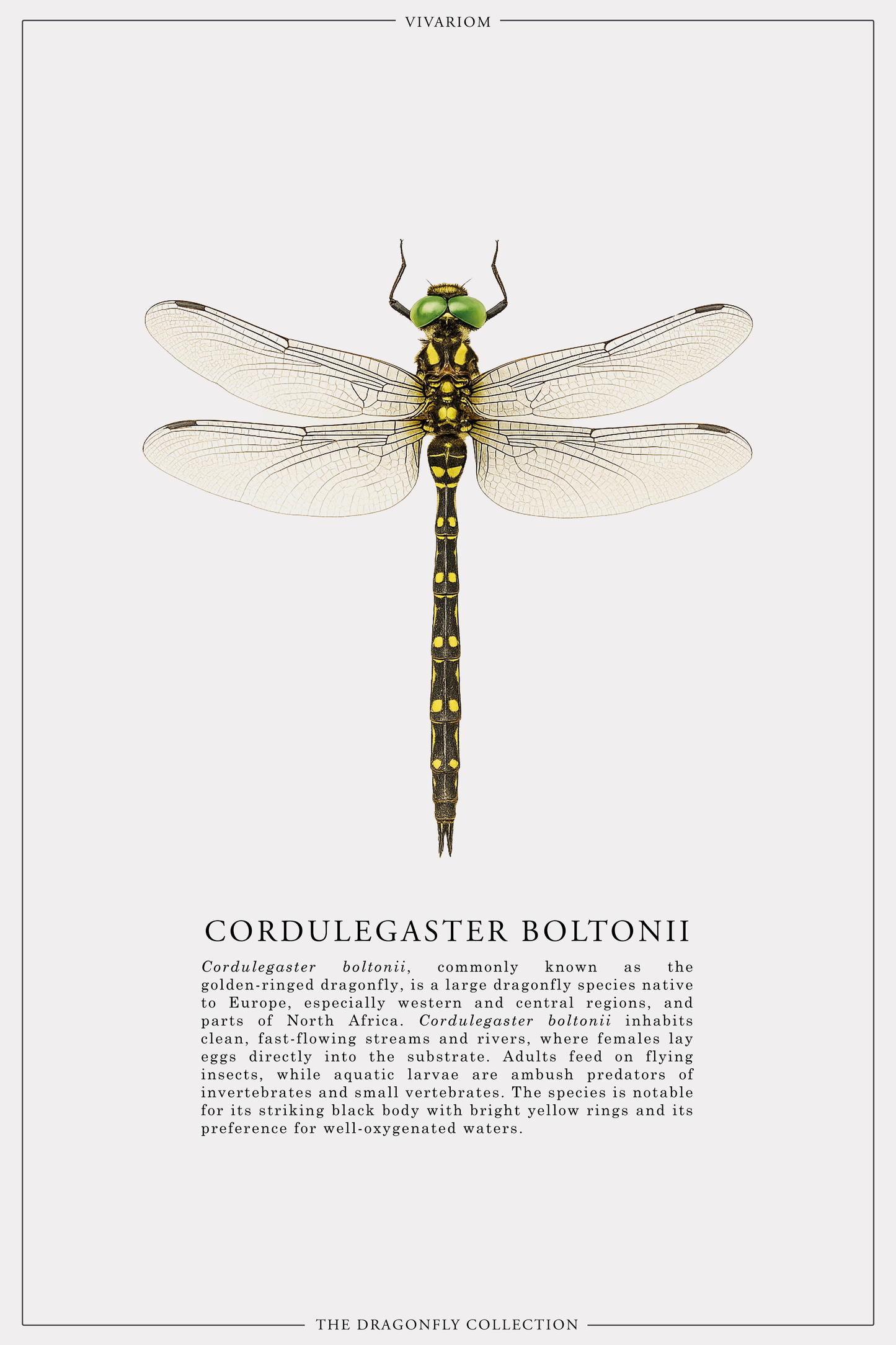 CORDULEGASTER BOLTONII