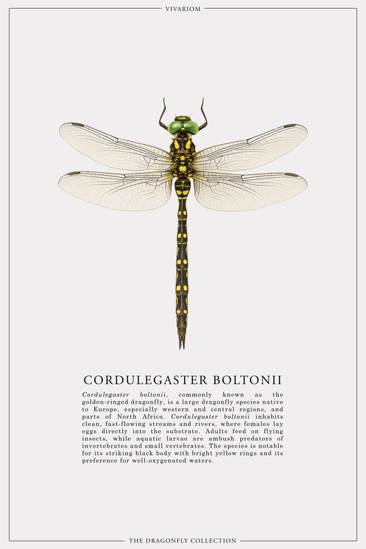 CORDULEGASTER BOLTONII