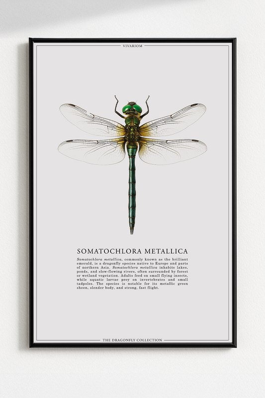 SOMATOCHLORA METALLICA