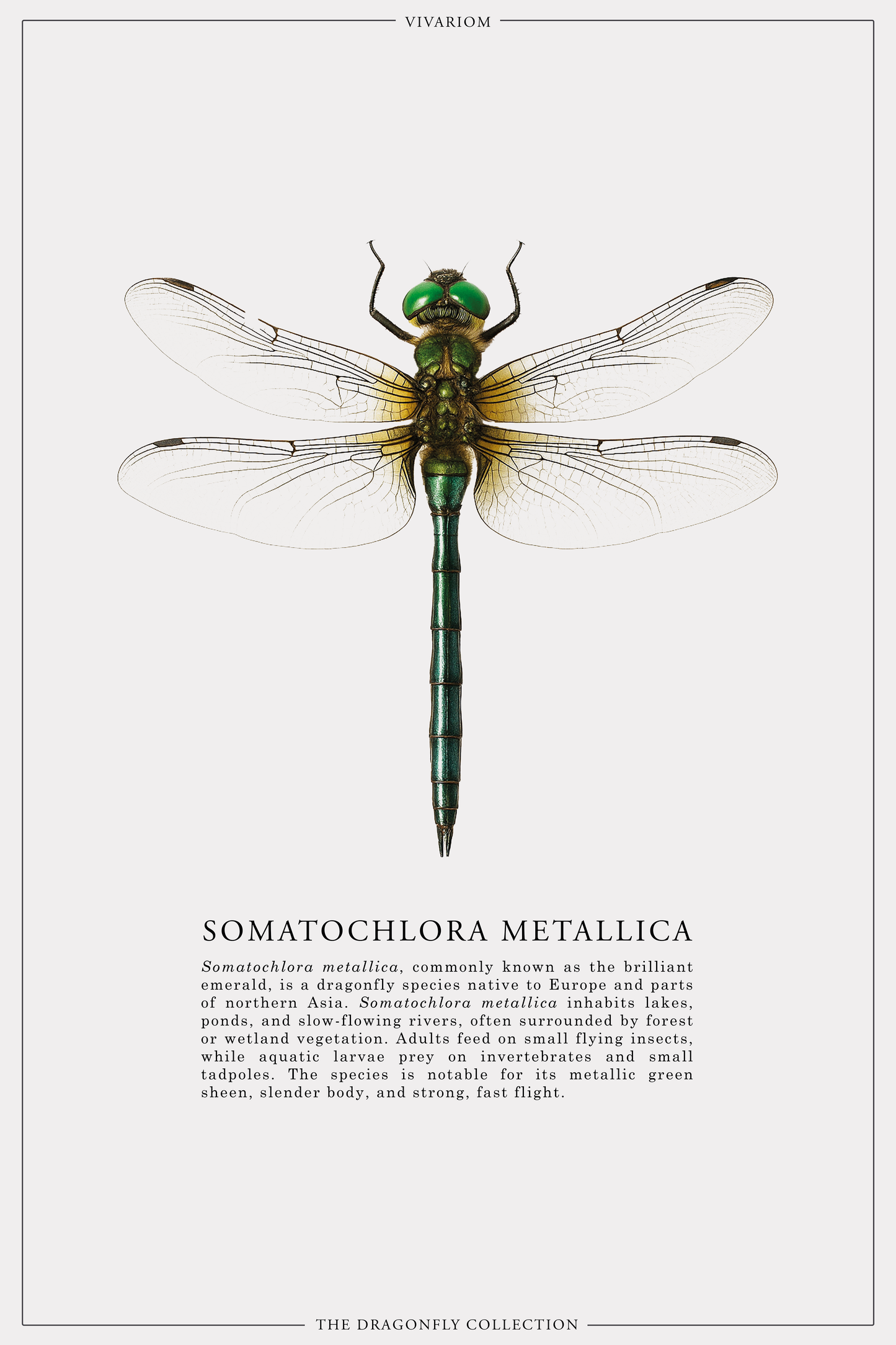 SOMATOCHLORA METALLICA