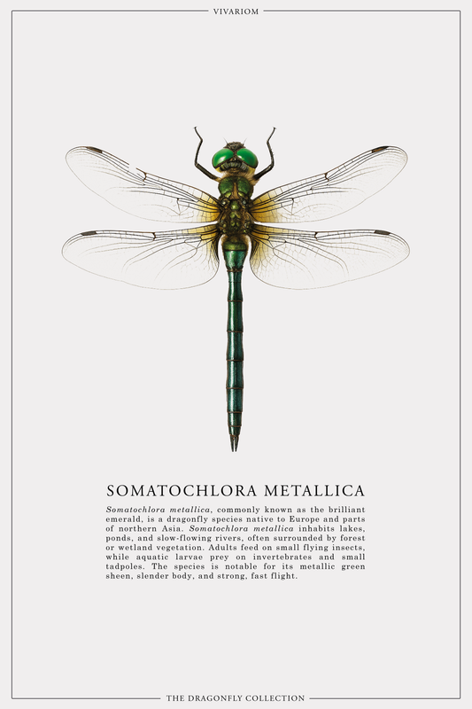 SOMATOCHLORA METALLICA