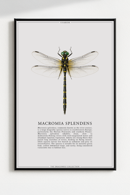 MACROMIA SPLENDENS