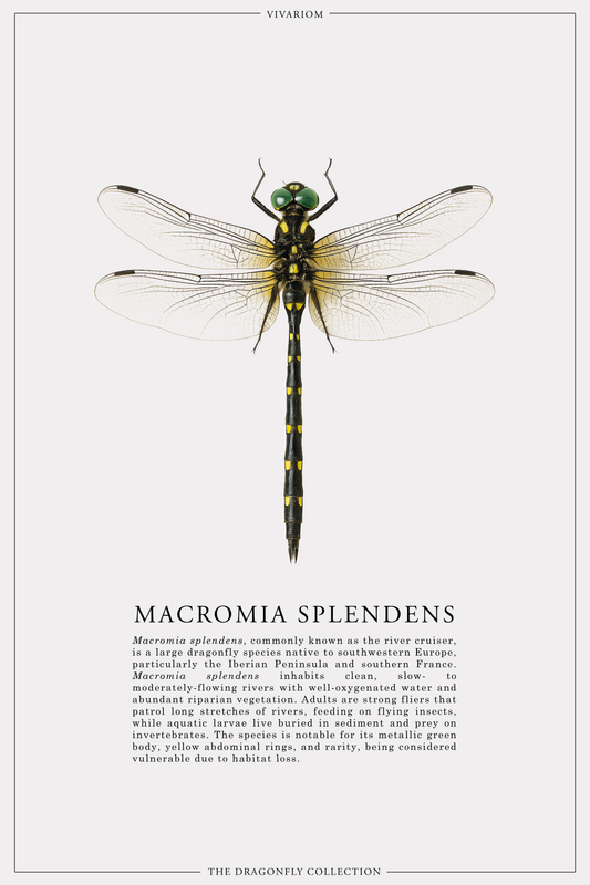 MACROMIA SPLENDENS