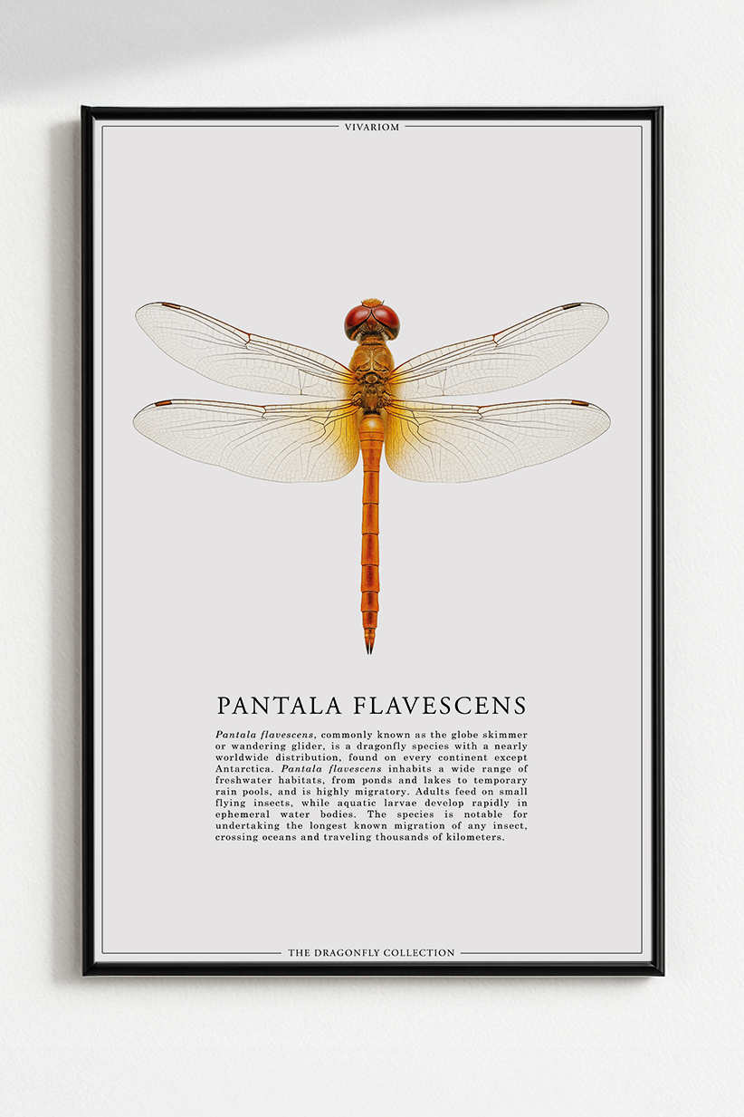 PANTALA FLAVESCENS