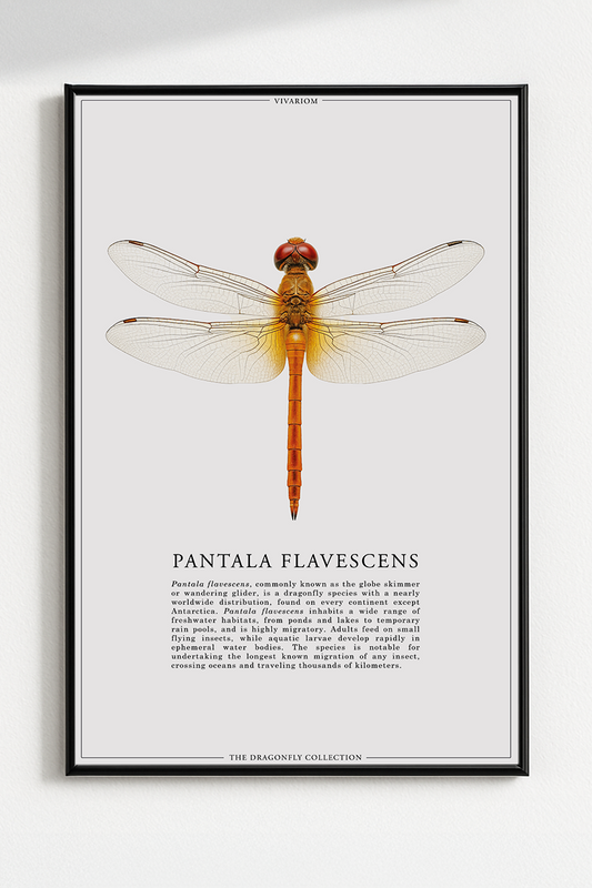 PANTALA FLAVESCENS