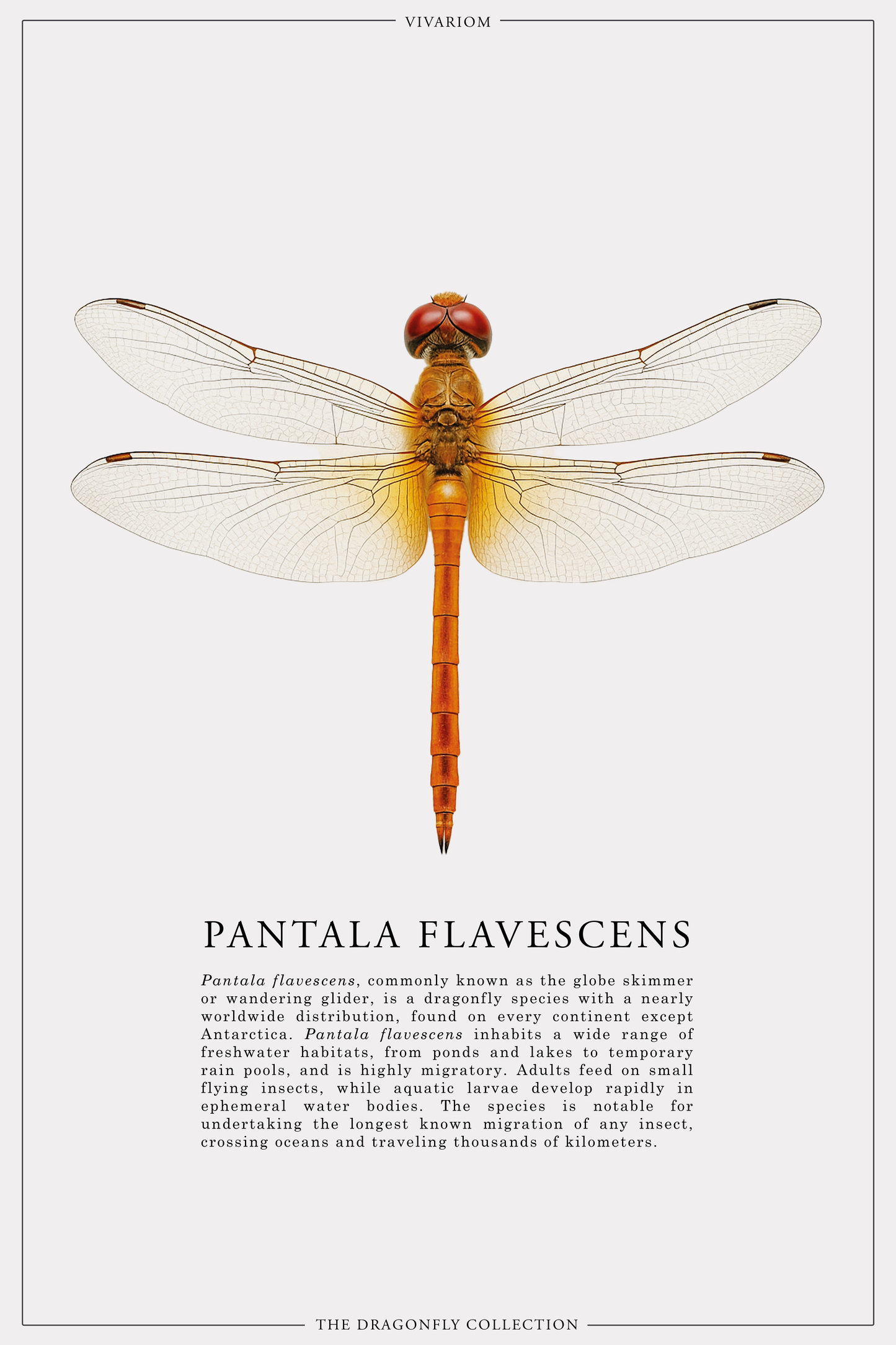 PANTALA FLAVESCENS
