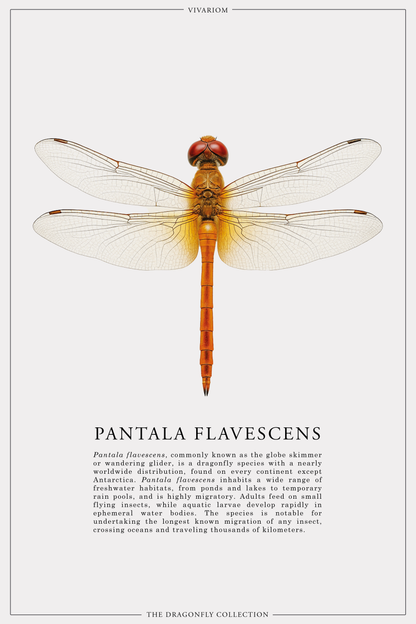 PANTALA FLAVESCENS