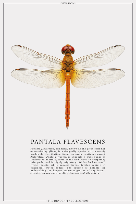 PANTALA FLAVESCENS