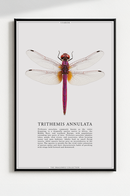 TRITHEMIS ANNULATA