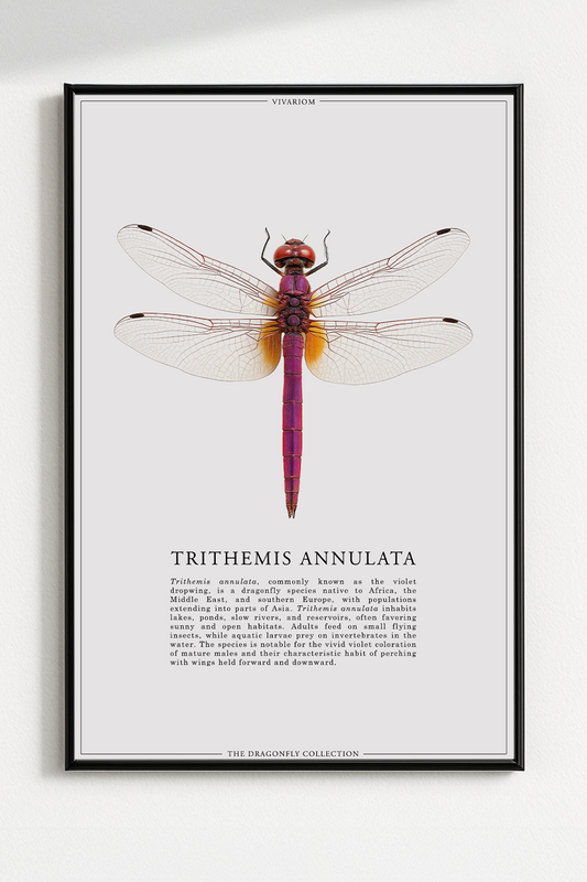 TRITHEMIS ANNULATA