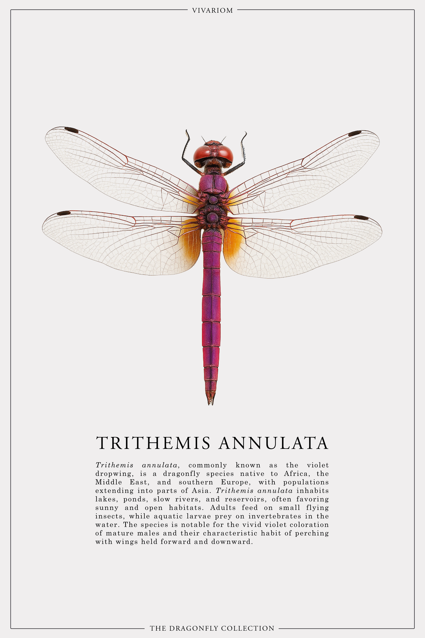 TRITHEMIS ANNULATA