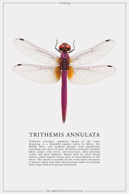 TRITHEMIS ANNULATA